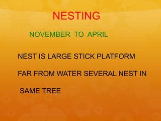 NESTING
  NOVEMBER TO APRIL


NEST IS LARGE STICK PLATFORM

FAR FROM WATER SEVERAL NEST IN

SAME TREE
 