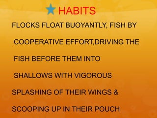 HABITS
FLOCKS FLOAT BUOYANTLY, FISH BY

COOPERATIVE EFFORT,DRIVING THE

FISH BEFORE THEM INTO

SHALLOWS WITH VIGOROUS

SPLASHING OF THEIR WINGS &

SCOOPING UP IN THEIR POUCH
 