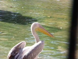 The Egyptian Pelican