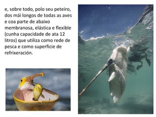 e, sobre todo, polo seu peteiro,
dos mái longos de todas as aves
e coa parte de abaixo
membranosa, elástica e flexible
(cunha capacidade de ata 12
litros) que utiliza como rede de
pesca e como superficie de
refrixeración.
 
