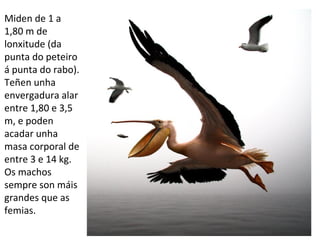 Miden de 1 a
1,80 m de
lonxitude (da
punta do peteiro
á punta do rabo).
Teñen unha
envergadura alar
entre 1,80 e 3,5
m, e poden
acadar unha
masa corporal de
entre 3 e 14 kg.
Os machos
sempre son máis
grandes que as
femias.
 