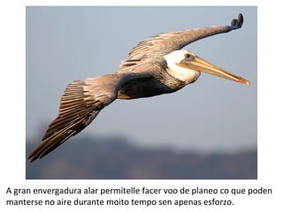 A gran envergadura alar permítelle facer voo de planeo co que poden
manterse no aire durante moito tempo sen apenas esforzo.
 