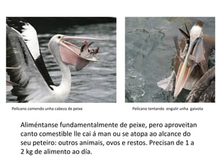 Aliméntanse fundamentalmente de peixe, pero aproveitan
canto comestible lle cai á man ou se atopa ao alcance do
seu peteiro: outros animais, ovos e restos. Precisan de 1 a
2 kg de alimento ao día.
Pelícano comendo unha cabeza de peixe Pelícano tentando engulir unha gaivota
 