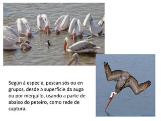 Según á especie, pescan sós ou en
grupos, desde a superficie da auga
ou por mergullo, usando a parte de
abaixo do peteiro, como rede de
captura.
 