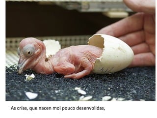 As crías, que nacen moi pouco desenvolidas,
 