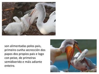 son alimentadas polos pais,
primeiro cunha secrección dos
papos dos propios pais e logo
con peixe, de primeiras
semidixerido e máis adiante
enteiro.
 