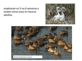 empluman en 5 ou 6 semanas e
tardan varios anos en facerse
adultos.
Bando de pelícanos xuvenís
 