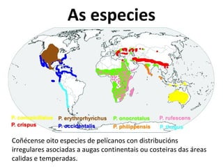 Coñécense oito especies de pelícanos con distribucións
irregulares asociadas a augas continentais ou costeiras das áreas
calidas e temperadas.
As especies
 