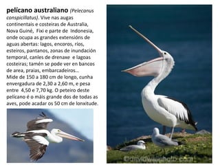 pelícano australiano (Pelecanus
conspicillatus). Vive nas augas
continentais e costeiras de Australia,
Nova Guiné, Fixi e parte de Indonesia,
onde ocupa as grandes extensións de
aguas abertas: lagos, encoros, ríos,
esteiros, pantanos, zonas de inundación
temporal, canles de drenaxe e lagoas
costeiras; tamén se pode ver en bancos
de area, praias, embarcadeiros…
Mide de 150 a 180 cm de longo, cunha
envergadura de 2,30 a 2,60 m, e pesa
entre 4,50 e 7,70 kg. O peteiro deste
pelícano é o máis grande dos de todas as
aves, pode acadar os 50 cm de lonxitude.
 
