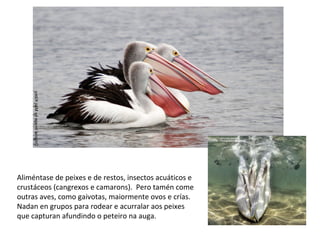 Aliméntase de peixes e de restos, insectos acuáticos e
crustáceos (cangrexos e camarons). Pero tamén come
outras aves, como gaivotas, maiormente ovos e crías.
Nadan en grupos para rodear e acurralar aos peixes
que capturan afundindo o peteiro na auga.
 