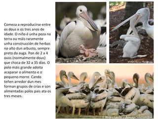 Comeza a reproducirse entre
os dous e os tres anos de
idade. O niño é unha poza na
terra ou máis raramente
unha construcción de herbas
no alto dun arbusto, sempre
preto da auga. Pon de 2 a 4
ovos (normalmente dous)
que choca de 32 a 35 días. O
polo máis grande adoita
acaparar o alimento e o
pequeno morre. Cando
teñen arredor dun mes
forman grupos de crías e son
alimentadas polos pais ata os
tres meses.
 