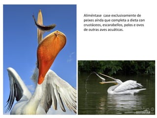 Aliméntase case exclusivamente de
peixes aínda que completa a dieta con
crustáceos, escarabellos, polos e ovos
de outras aves acuáticas.
 