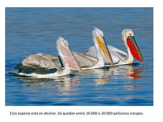 Esta especie está en declive. Só quedan entre 10.000 e 20.000 pelícanos crespos.
 