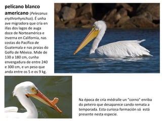pelícano blanco
americano (Pelecanus
erythrorhynchus). É unha
ave migradora que cría en
illas dos lagos de auga
doce de Norteamérica e
inverna en California, nas
costas do Pacífico de
Guatemala e nas praias do
Golfo de México. Mide de
130 a 180 cm, cunha
envergadura de entre 240
e 300 cm, e un peso que
anda entre os 5 e os 9 kg.
Na época de cría médralle un "corno" enriba
do peteiro que desaparece cando remata a
temporada. Esta curiosa formación só está
presente nesta especie.
 