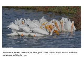 Aliméntase, desde a superficie, de peixe, pero tamén captura outros animais acuáticos:
cangrexos, anfibios, larvas…
 