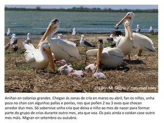 Aniñan en colonias grandes. Chegan ás zonas de cría en marzo ou abril, fan os niños, unha
poza no chan con algunhas pallas e ponlas, nos que poñen 2 ou 3 ovos que chocan
arredor dun mes. Só sobervive unha cría que deixa o niño ao mes de nacer para formar
parte do grupo de crías durante outro mes, ata que voa. Os pais aínda o coidan case outro
mes máis. Migran en setembro ou outubro.
 