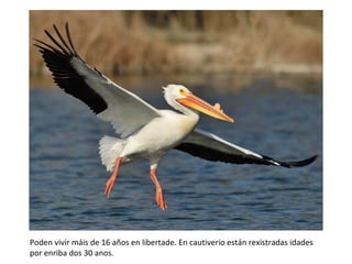 Poden vivir máis de 16 años en libertade. En cautiverio están rexistradas idades
por enriba dos 30 anos.
 