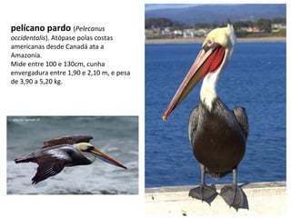 pelícano pardo (Pelecanus
occidentalis). Atópase polas costas
americanas desde Canadá ata a
Amazonía.
Mide entre 100 e 130cm, cunha
envergadura entre 1,90 e 2,10 m, e pesa
de 3,90 a 5,20 kg.
 