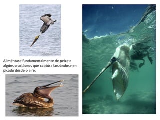 Aliméntase fundamentalmente de peixe e
algúns crustáceos que captura lanzándose en
picado desde o aire.
 