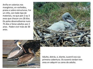 Aniña en colonias nos
mangleiros, en rochedos,
praias e sobre estructuras. Fai
un niño, con todo tipo de
materiais, no que pon 2 ou 3
ovos que chocan uns 28 días.
Os polos desenvólvense nuns
75 días e fanse adultos aos 3
anos. Poden vivir máis de 30
anos.
Adulto, detrás, e, diante, xuvenil coa súa
primeira cobertura. Os xuvenís tardan tres
anos en adquirir as cores do adulto.
 
