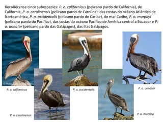 Recoñécense cinco subespecies: P. o. californicus (pelícano pardo de California), de
California, P. o. carolinensis (pelícano pardo de Carolina), das costas do océano Atlántico de
Norteamérica, P. o. occidentalis (pelícano pardo do Caribe), do mar Caribe, P. o. murphyi
(pelícano pardo do Pacífico), das costas do océano Pacífico de América central a Ecuador e P.
o. urinator (pelícano pardo das Galápagos), das illas Galápagos.
P. o. calfornicus P. o. occidentalis
P. o. carolinensis P. o. murphyi
P. o. urinator
 