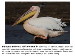 Pelícano branco ou pelícano común (Pelecanus onocrotalus). Atópase en amplas
superficies pantanosas e deltas desde o surleste de Europa ata o Vietnam e en África ao sur
do Sahara. Os que crían máis ao norte migran ao sur no inverno (os europeos a África). Mide
de 140 a 180 cm, cunha envergadura de ata 360 cm, e pesa entre 9 e 15 kg.
 