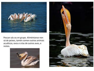 Pescan sós ou en grupo. Aliméntanse non
só de peixes, tamén comen outros animais
acuáticos, ovos e crías de outras aves, e
restos.
 