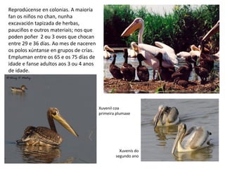 Reprodúcense en colonias. A maioría
fan os niños no chan, nunha
excavación tapizada de herbas,
pauciños e outros materiais; nos que
poden poñer 2 ou 3 ovos que chocan
entre 29 e 36 días. Ao mes de naceren
os polos xúntanse en grupos de crías.
Empluman entre os 65 e os 75 días de
idade e fanse adultos aos 3 ou 4 anos
de idade.
Xuvenil coa
primeira plumaxe
Xuvenís do
segundo ano
 