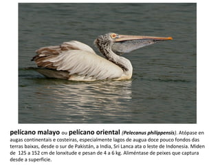 pelícano malayo ou pelícano oriental (Pelecanus philippensis). Atópase en
augas continentais e costeiras, especialmente lagos de augua doce pouco fondos das
terras baixas, desde o sur de Pakistán, a India, Sri Lanca ata o leste de Indonesia. Miden
de 125 a 152 cm de lonxitude e pesan de 4 a 6 kg. Aliméntase de peixes que captura
desde a superficie.
 