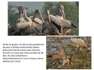 Aniña en grupos. O niño é unha plataforma
de paus e herbas enriba dunha árbore
baixa preto do de outras aves coloniais.
Pon de 3 a 4 ovos que choca arredor de 30
días. As crías completan o
desenvolvemento en 3 ou 4 meses e fanse
adultas aos 3 anos.
 