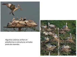 Algunhas colonias aniñan en
plataformas e estructuras armadas
preto de vivendas.
 