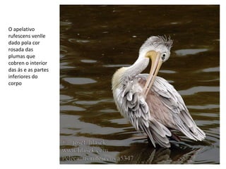 O apelativo
rufescens venlle
dado pola cor
rosada das
plumas que
cobren o interior
das ás e as partes
inferiores do
corpo
 