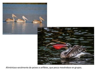 Aliméntase xeralmente de peixes e anfibios, que pesca movéndose en grupos.
 