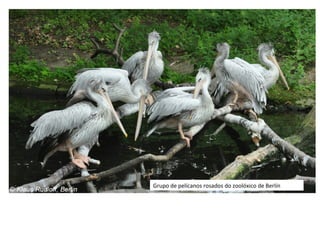 Grupo de pelícanos rosados do zoolóxico de Berlín
 