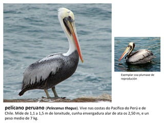 pelícano peruano (Pelecanus thagus). Vive nas costas do Pacífico do Perú e de
Chile. Mide de 1,1 a 1,5 m de lonxitude, cunha envergadura alar de ata os 2,50 m, e un
peso medio de 7 kg.
Exemplar coa plumaxe de
reprodución
 