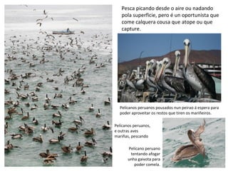 Pesca picando desde o aire ou nadando
pola superficie, pero é un oportunista que
come calquera cousa que atope ou que
capture.
Pelícanos peruanos pousados nun peirao á espera para
poder aproveitar os restos que tiren os mariñeiros.
Pelícano peruano
tentando afogar
unha gaivota para
poder comela.
Pelícanos peruanos,
e outras aves
mariñas, pescando
 
