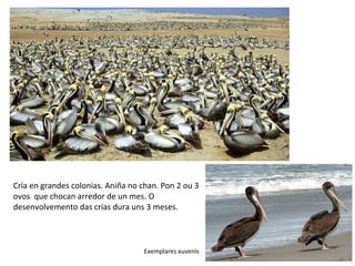 Cría en grandes colonias. Aniña no chan. Pon 2 ou 3
ovos que chocan arredor de un mes. O
desenvolvemento das crías dura uns 3 meses.
Exemplares xuvenís
 