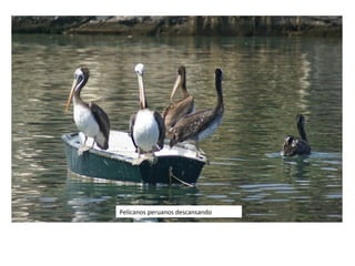 Pelícanos peruanos descansando
 