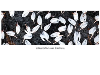 Vista cenital dun grupo de pelícanos
 