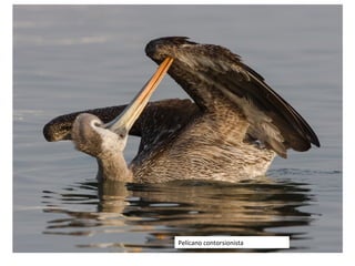 Pelícano contorsionista
 