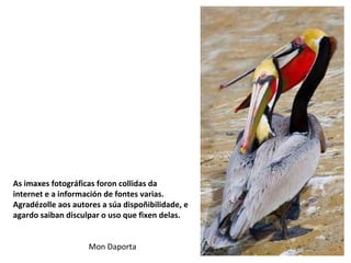 As imaxes fotográficas foron collidas da
internet e a información de fontes varias.
Agradézolle aos autores a súa dispoñibilidade, e
agardo saiban disculpar o uso que fixen delas.
Mon Daporta
 