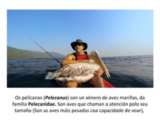 Os pelícanos (Pelecanus) son un xénero de aves mariñas, da
familia Pelecanidae. Son aves que chaman a atención polo seu
tamaño (Son as aves máis pesadas coa capacidade de voar),
 