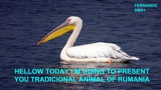 HELLOW TODAY I`M GOING TO PRESENT
YOU TRADICIONAL ANIMAL OF RUMANIA
FERNANDO
DBH1
 