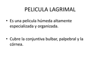 PELICULA LAGRIMAL
• Es una pelicula húmeda altamente
especializada y organizada.
• Cubre la conjuntiva bulbar, palpebral y la
córnea.
 