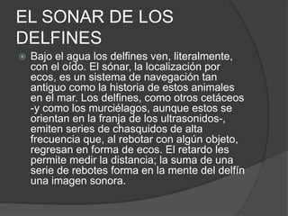 EL SONAR DE LOS
DELFINES
 Bajo el agua los delfines ven, literalmente,
con el oído. El sónar, la localización por
ecos, es un sistema de navegación tan
antiguo como la historia de estos animales
en el mar. Los delfines, como otros cetáceos
-y como los murciélagos, aunque estos se
orientan en la franja de los ultrasonidos-,
emiten series de chasquidos de alta
frecuencia que, al rebotar con algún objeto,
regresan en forma de ecos. El retardo les
permite medir la distancia; la suma de una
serie de rebotes forma en la mente del delfín
una imagen sonora.
 