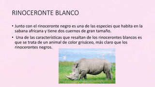 RINOCERONTE BLANCO
• Junto con el rinoceronte negro es una de las especies que habita en la
sabana africana y tiene dos cuernos de gran tamaño.
• Una de las características que resaltan de los rinocerontes blancos es
que se trata de un animal de color grisáceo, más claro que los
rinocerontes negros.
 