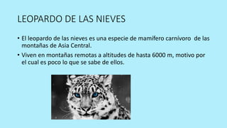 LEOPARDO DE LAS NIEVES
• El leopardo de las nieves es una especie de mamífero carnívoro de las
montañas de Asia Central.
• Viven en montañas remotas a altitudes de hasta 6000 m, motivo por
el cual es poco lo que se sabe de ellos.
 