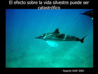 El efecto sobre la vida silvestre puede ser catastrófico -  Reporte  WWF 2005 