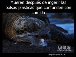 Mueren después de ingerir las bolsas plásticas que confunden con comida -  Reporte  WWF 2005 