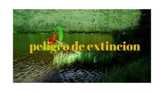 PELIGRO DE EXTINCIONpeligro de extincion
 